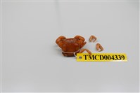 藏品(絨毛近方蟹)的圖片